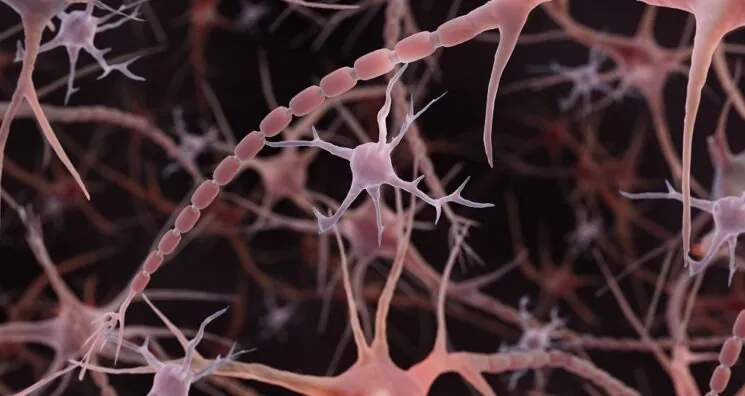 Microglial Aging Is Determined by Their Environment