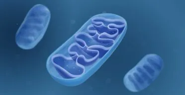 Faulty Mitochondrial DNA Copying Might Cause Inflammaging