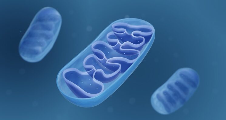 Faulty Mitochondrial DNA Copying Might Cause Inflammaging