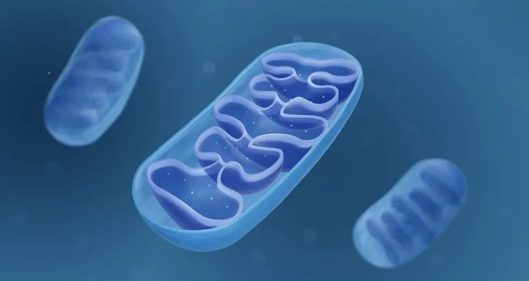 Faulty Mitochondrial DNA Copying Might Cause Inflammaging