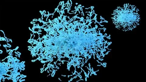 Protein aggregate