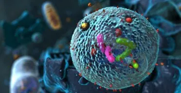 Maintenance Stays Efficient in Healthy Older People’s Cells