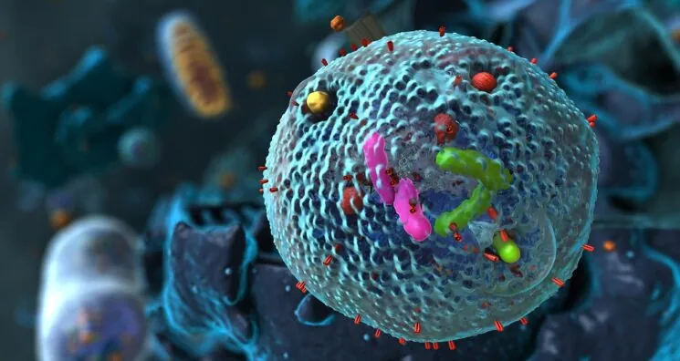 Maintenance Stays Efficient in Healthy Older People’s Cells