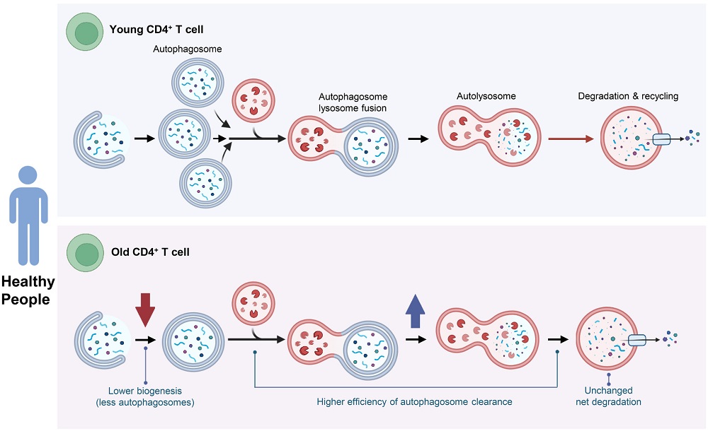 Autophagy in older people