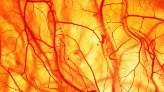 Blood vessels
