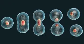 Cell Cycle Stage Impacts the Efficacy of Senotherapeutics