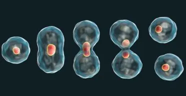 Cell Cycle Stage Impacts the Efficacy of Senotherapeutics