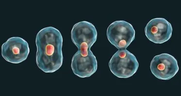 Cell Cycle Stage Impacts the Efficacy of Senotherapeutics