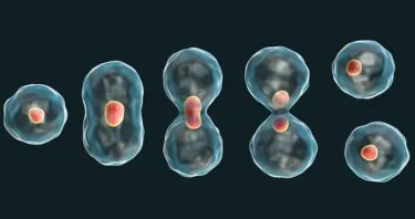 Cell Cycle Stage Impacts the Efficacy of Senotherapeutics