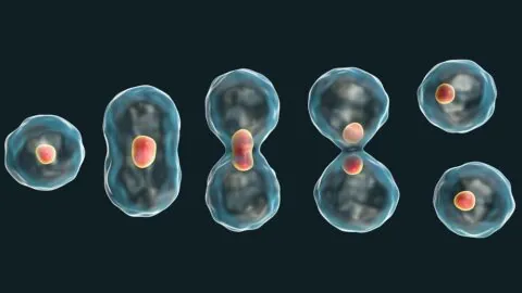 Dividing cells