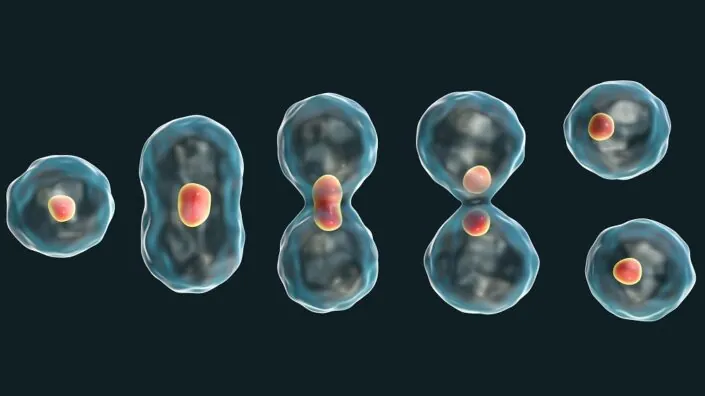 Dividing cells