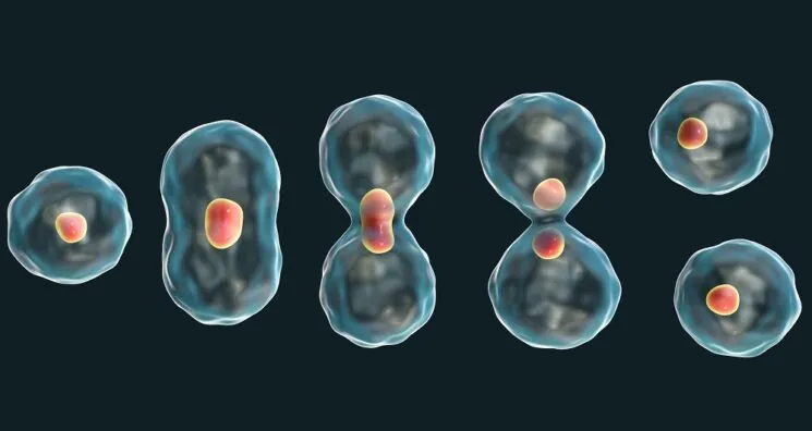 Cell Cycle Stage Impacts the Efficacy of Senotherapeutics