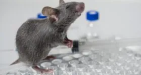 Interventions Testing Program Finds Three New Compounds