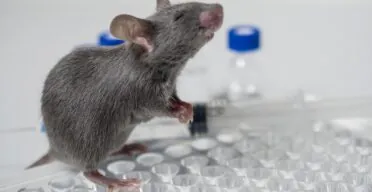 Interventions Testing Program Finds Three New Compounds
