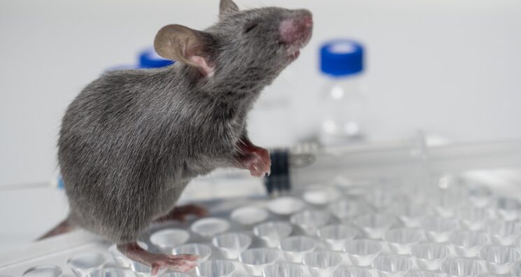 Interventions Testing Program Finds Three New Compounds