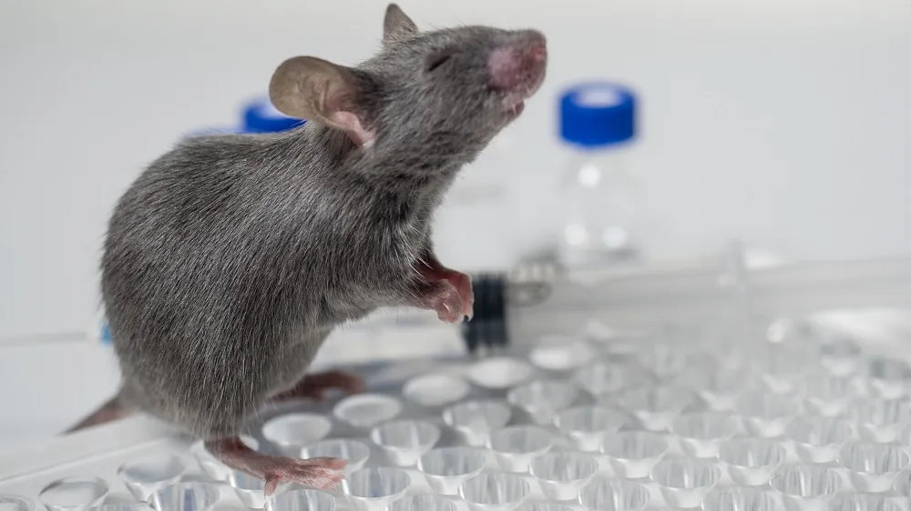 Interventions Testing Program Finds Three New Compounds