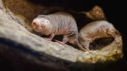 Naked mole rats