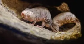 Why Naked Mole Rats Have Better DNA Repair