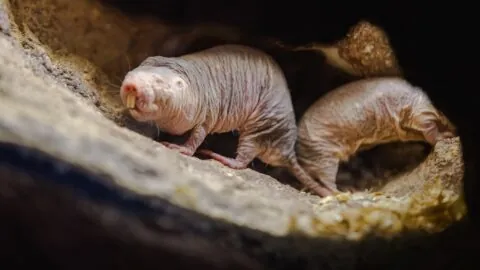 Naked mole rats