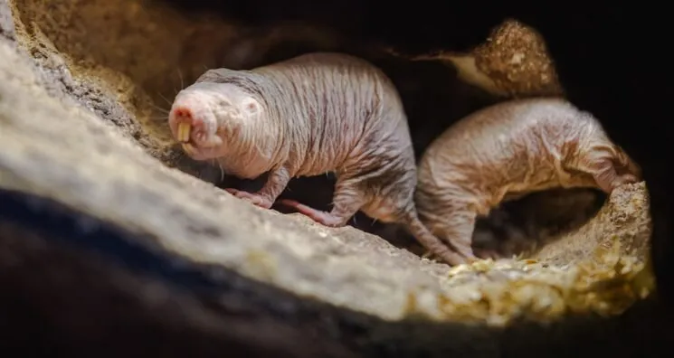 Why Naked Mole Rats Have Better DNA Repair