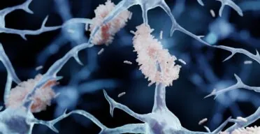 Amyloid-Fibrinogen Complexes Exacerbate Alzheimer’s in Mice