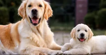 Measuring Dog Aging With Protein Metabolism