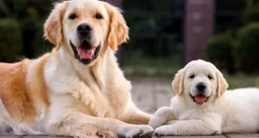 Measuring Dog Aging With Protein Metabolism