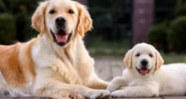 Measuring Dog Aging With Protein Metabolism