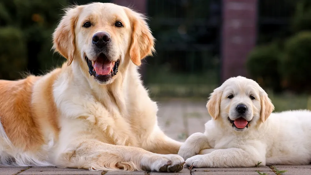 Old and young dogs