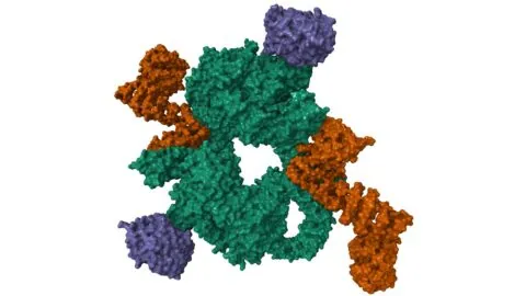 Rapamycin