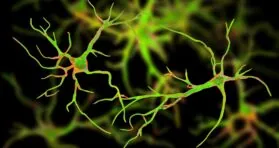 Mice With Reduced Astrocytic Oxidative Stress Live Longer