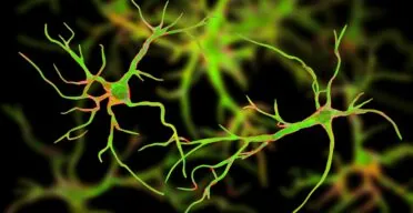 Mice With Reduced Astrocytic Oxidative Stress Live Longer