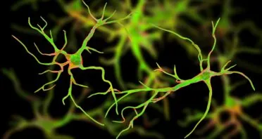 Mice With Reduced Astrocytic Oxidative Stress Live Longer