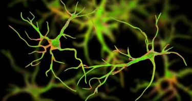 Mice With Reduced Astrocytic Oxidative Stress Live Longer