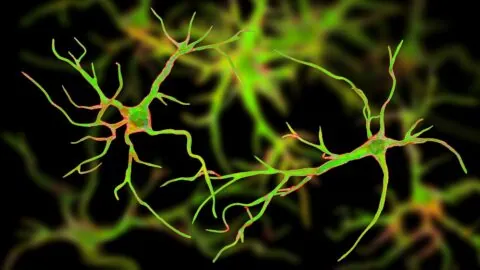 Astrocytes