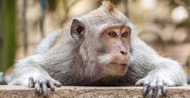 Improved Stem Cells Rejuvenate the Brains of Monkeys