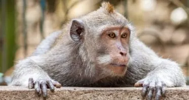 Improved Stem Cells Rejuvenate the Brains of Monkeys