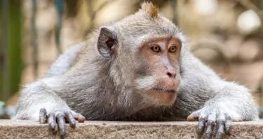 Improved Stem Cells Rejuvenate the Brains of Monkeys