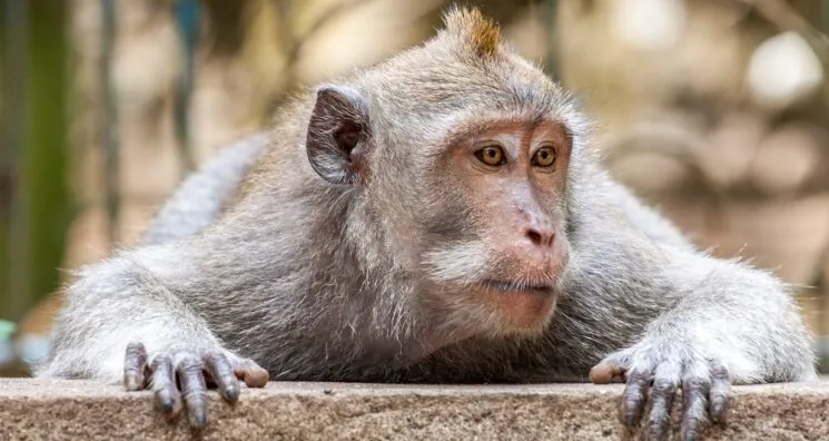 Improved Stem Cells Rejuvenate the Brains of Monkeys