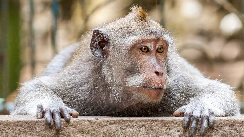 Cynomolgus monkey