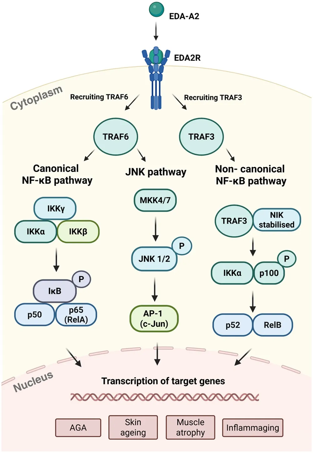EDA2R pathways