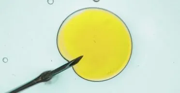 Rapamycin May Delay Age-Related Fertility Decline