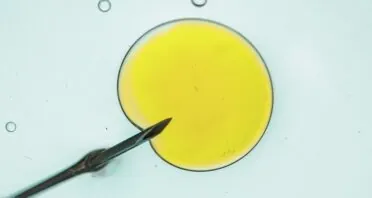 Rapamycin May Delay Age-Related Fertility Decline