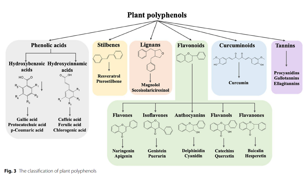 Polyphenols Ovaries 1