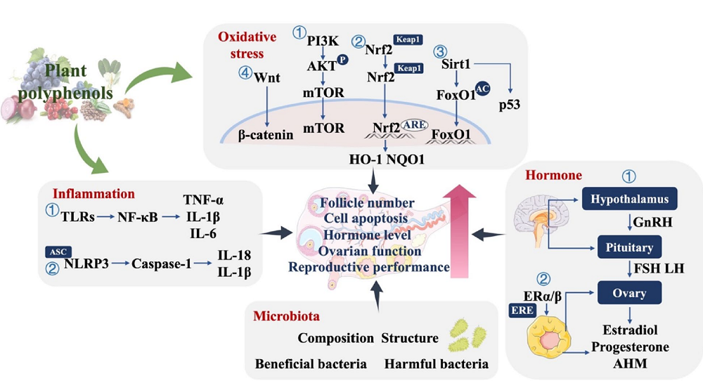 Polyphenols Ovaries 2
