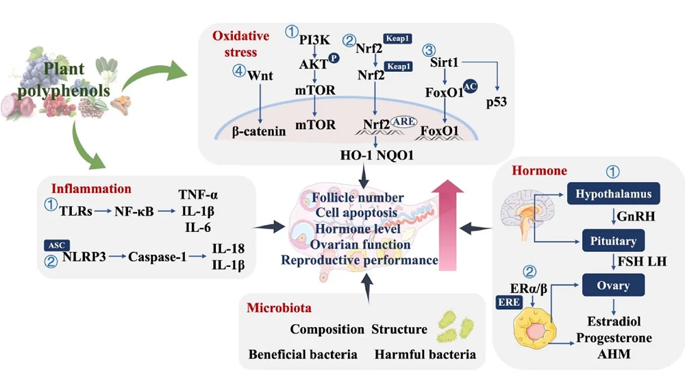 Polyphenols Ovaries 2
