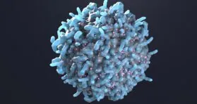 A Subtype of T Cells Counters Senescence in Mice