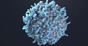 A Subtype of T Cells Counters Senescence in Mice