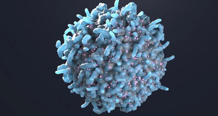 A Subtype of T Cells Counters Senescence in Mice