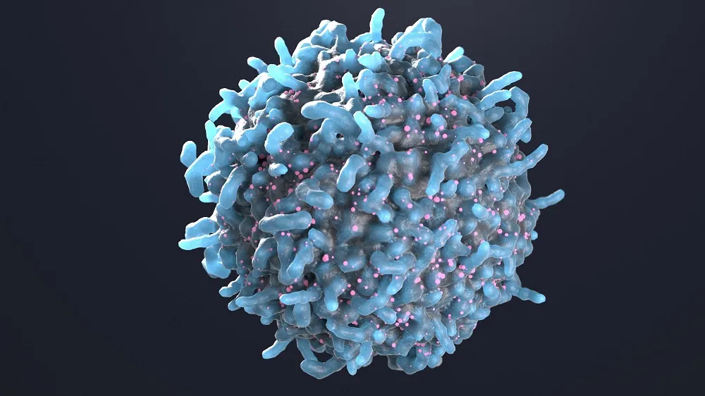 A Subtype of T Cells Counters Senescence in Mice